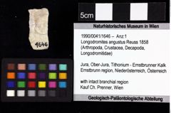 Foto (Objket + Etiketten) von Mesoparapylocheles zapfei (Fraaije et al., 2019) 